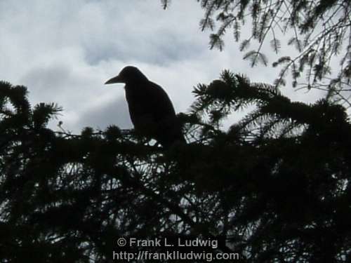 The Call of the Crow